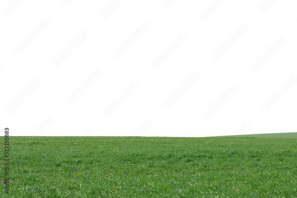 Green field as a background.  Green grass in spring isolated on white background.