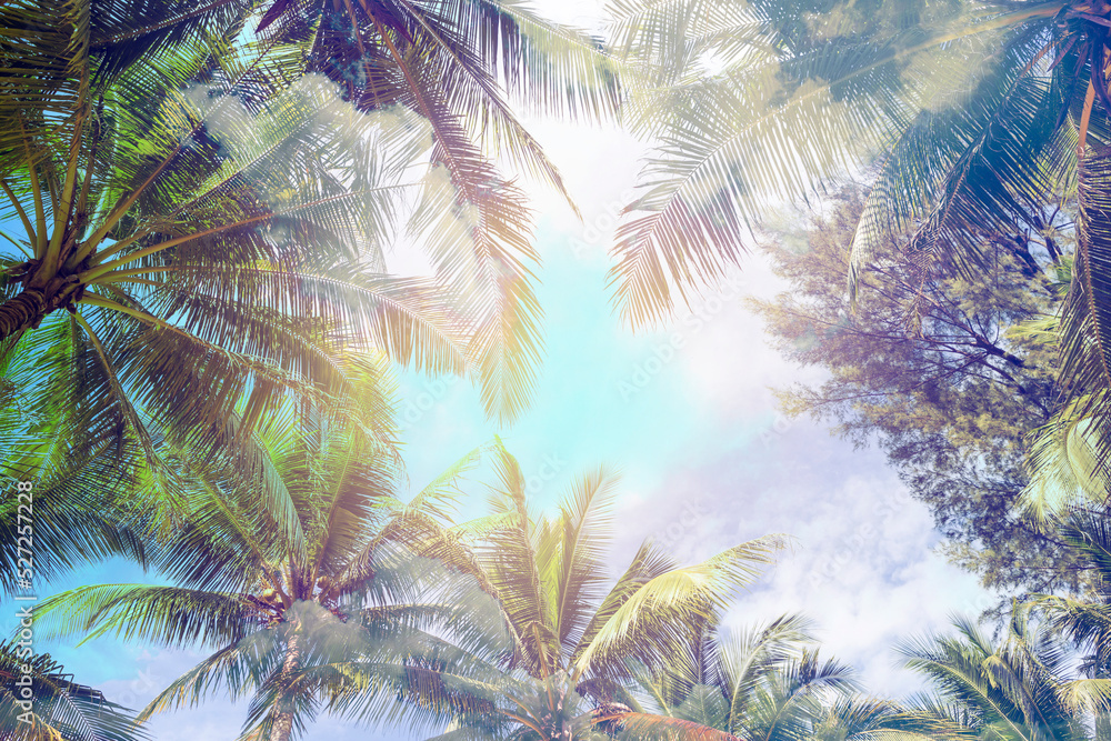 Abstract tropical summer background, coconut tree with vintage warm light