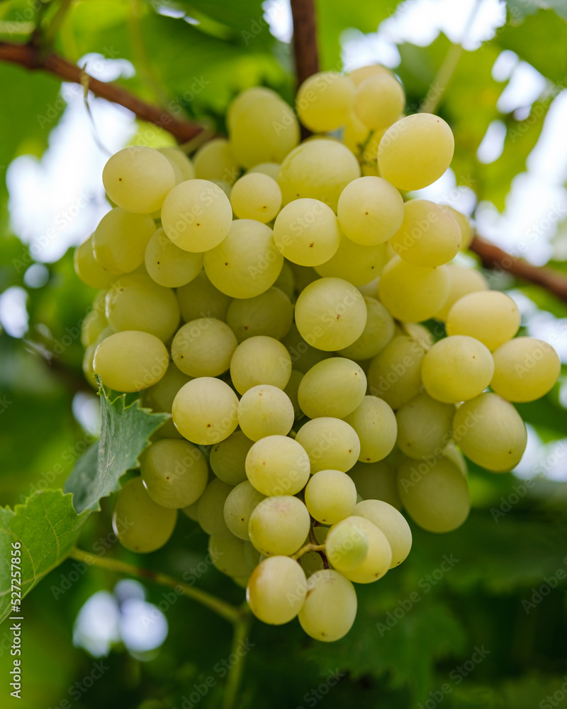 A bunch, claster of grapes, close up.