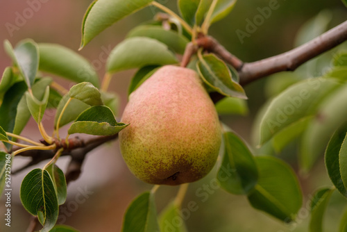 Ripe pear on a branch,close up.
