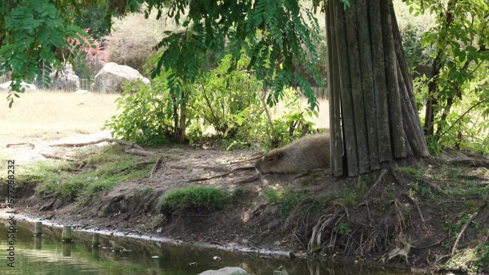 Capybara sleeping under tree in hot summer day. Cute capybara, napping on the grass. A capybara in profile resting on grass under tree Capybara sleeping under tree in hot summer day. Cute capybara, napping on the grass. A capybara in profile resting on grass under tree