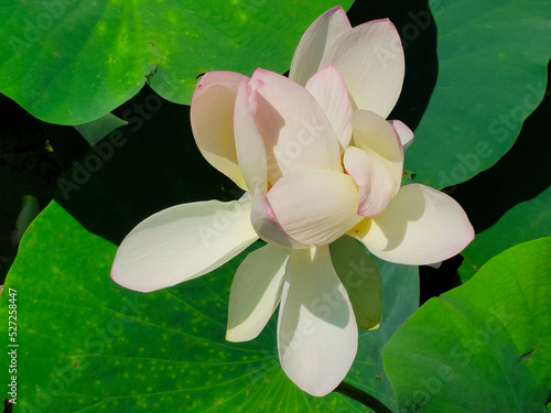 Lotuses in the lake. Lotuses in the Krasnodar Territory.