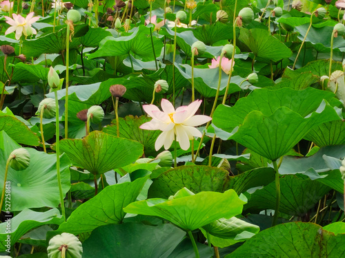 Lotuses in the lake. Lotuses in the Krasnodar Territory.