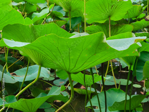Lotuses in the lake. Lotuses in the Krasnodar Territory.