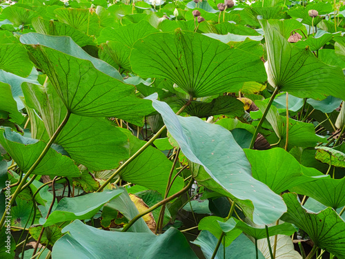 Lotuses in the lake. Lotuses in the Krasnodar Territory.