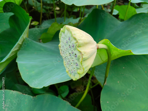 Lotus seeds on a background of green leaves.