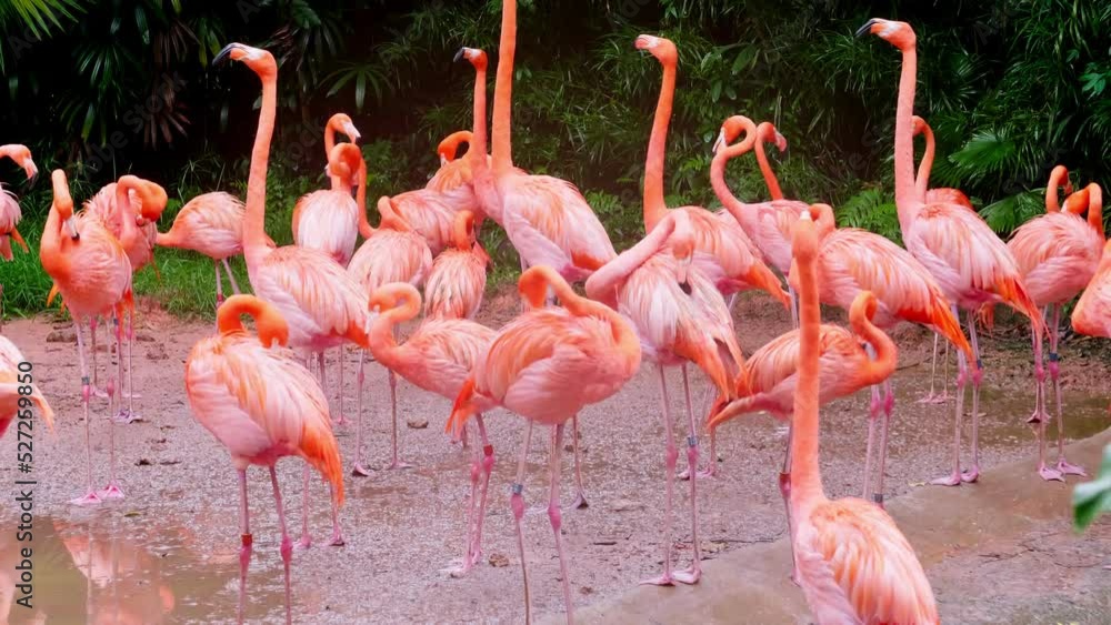 Large number of flamingos in conservation area. Large number of flamingos in conservation area.