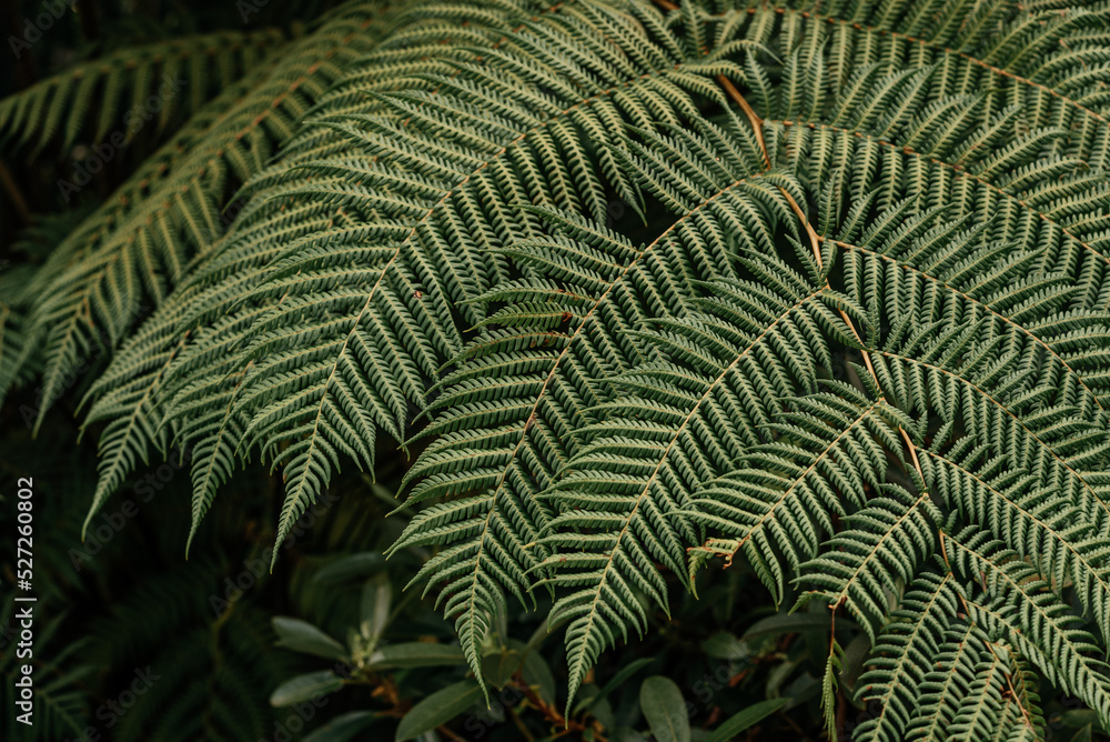 Green fern leaves texture close-up natural background Green fern leaves texture close-up natural background