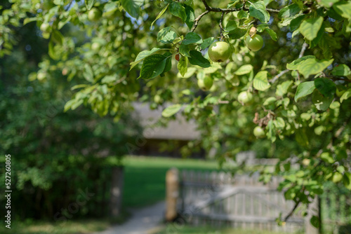 Apples growing on tree on countryside. Wooden fence on background