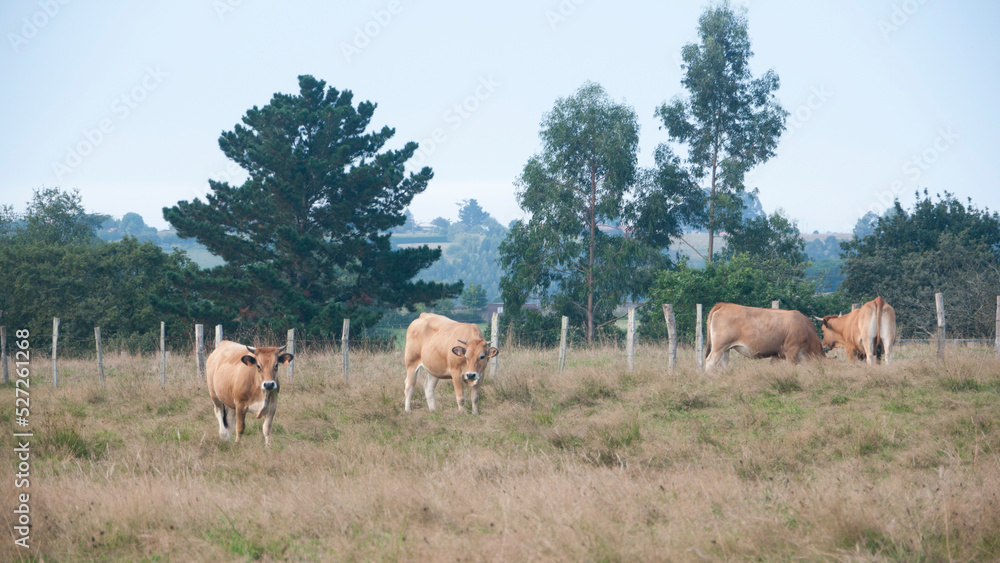 Ternera marrón en pradera de pasto seco Ternera marrón en pradera de pasto seco
