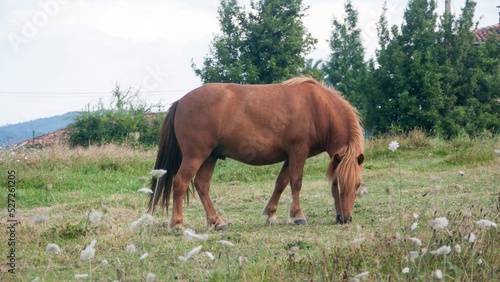 Pony marrón en pradera de hierba en zona rural