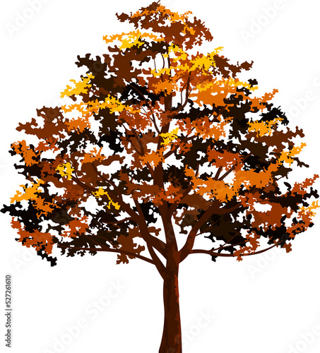 Autumn tree