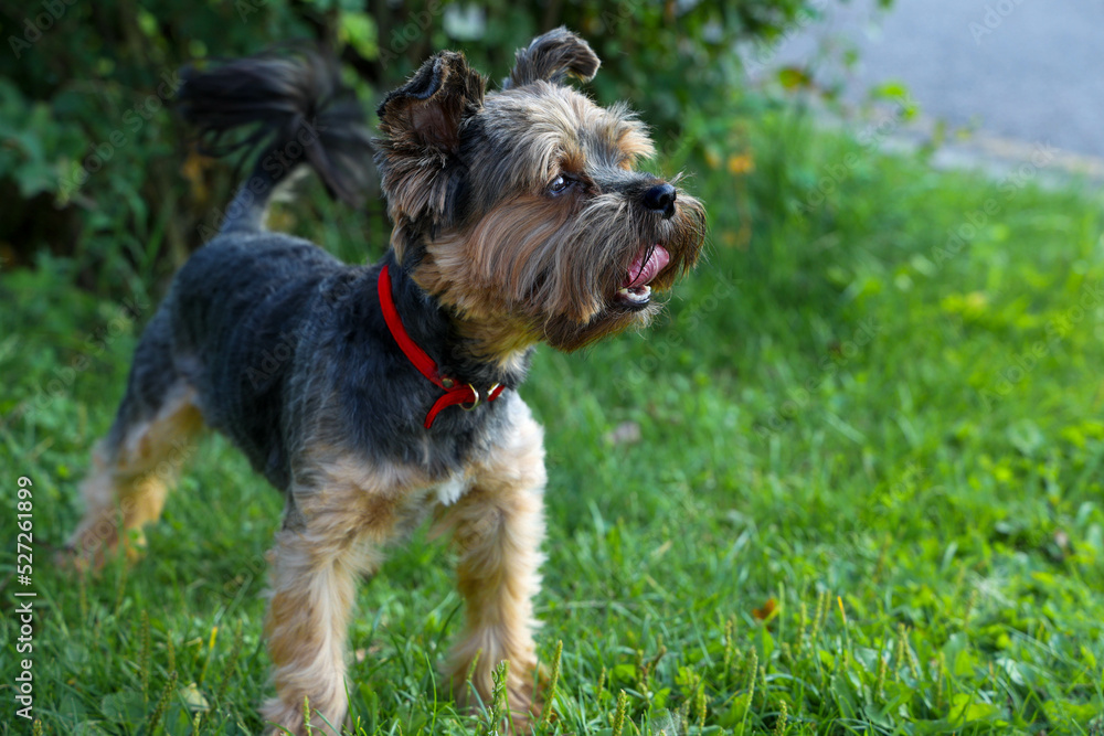 Yorkshire Terrier on a walk.