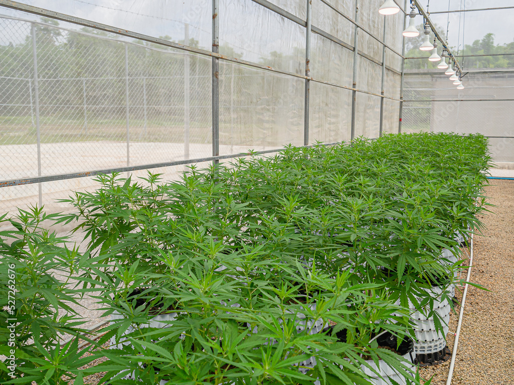 Large indoor cannabis commercial growing operation in the greenhouse