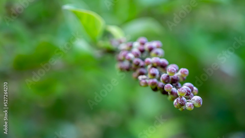 Vitex agnus-castus, also called vitex, chaste tree, chasteberry, Abraham's balm, lilac chastetree, or monk's pepper, is a native of the Mediterranean region. 
