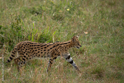 Beautiful attentive serval cat while walking on the grass in the Masai Mara National Reserve in Kenya  Africa