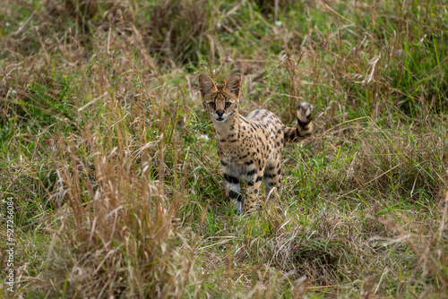 Beautiful serval cat looking in our direction on the grass in the Masai Mara national reserve in Kenya, Africa