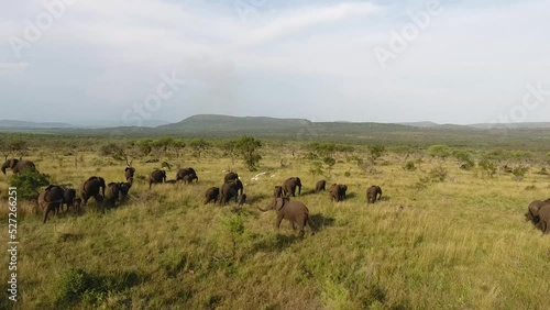 Herd of Elephants moving through lush green grass in Kwazulu Natal, South Africa.