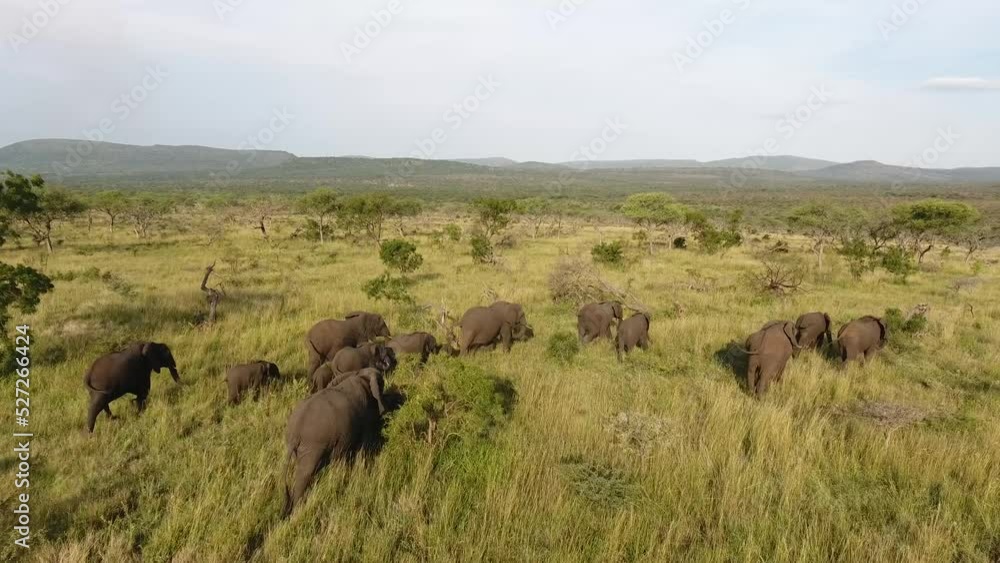 Herd of Elephants moving through lush green grass in Kwazulu Natal, South Africa. Herd of Elephants moving through lush green grass in Kwazulu Natal, South Africa.