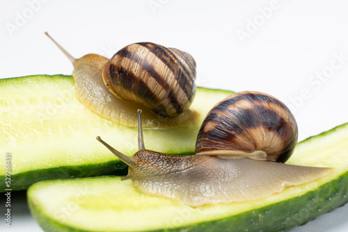 Two large helix pomatia snails crawl on cucumbers and eat them