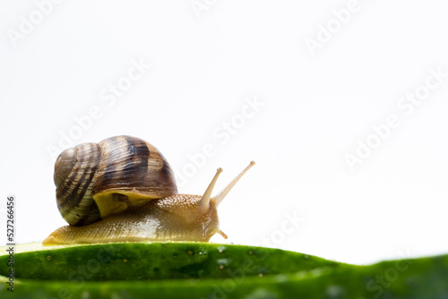 Large grape garden snail Helix pomatia sits and eats cucumber. A place for text on a white background.