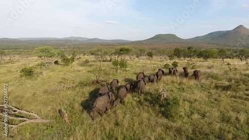 Herd of Elephants moving through lush green grass in Kwazulu Natal, South Africa.