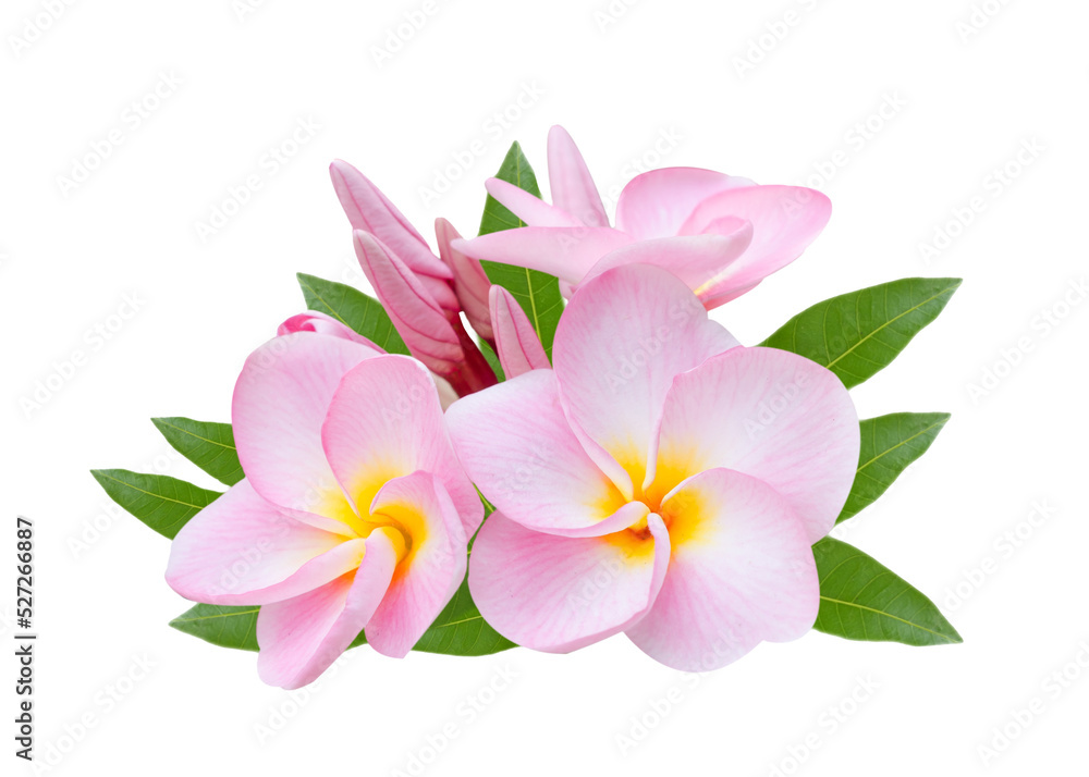 Fototapeta premium Pumeria, on white background