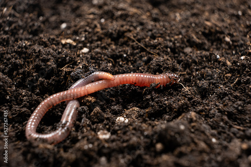 Big beautiful earthworm in the black soil, close-up.
