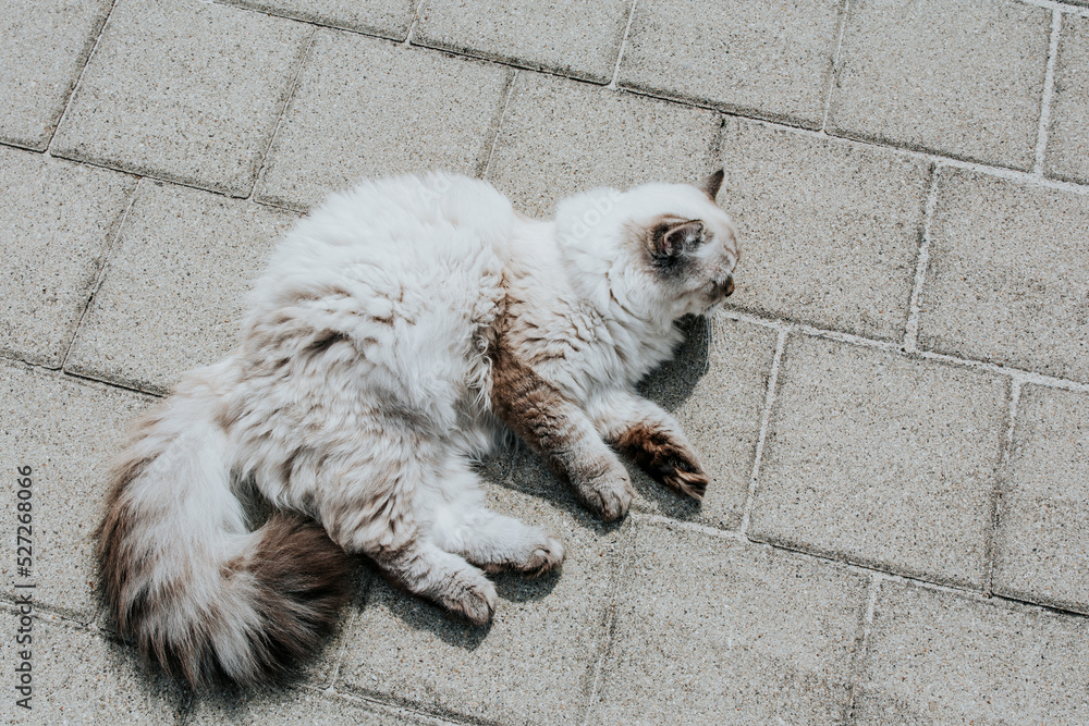 Katze Katze
