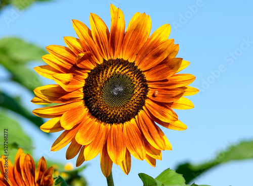 Sunflower fire in the sky