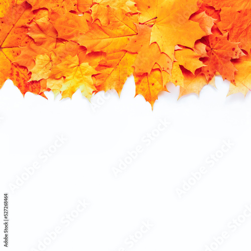 Autumn maple leaves with copy space on white background. Orange plant pattern, band. Fall poster design. Square