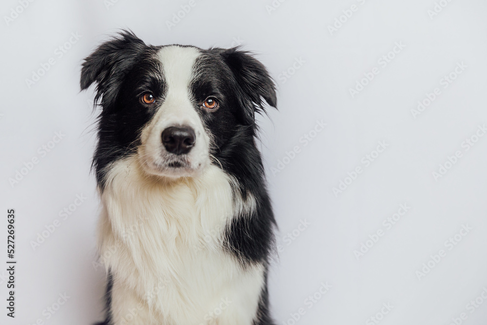 Cute puppy dog border collie with funny face isolated on white background with copy space. Pet dog looking at camera, front view portrait, one animal. Pet care and animals concept Cute puppy dog border collie with funny face isolated on white background with copy space. Pet dog looking at camera, front view portrait, one animal. Pet care and animals concept