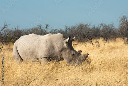 White Rhino profile with a cut off horn