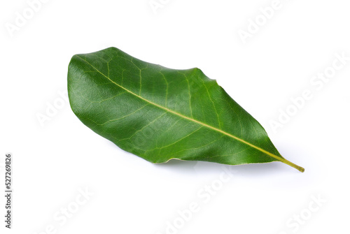 Fresh macadamia nut leaf isolated on white background with clipping path.