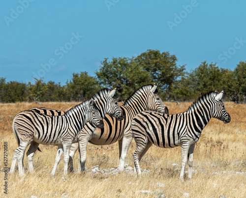 Three zebra in profile looking to the right