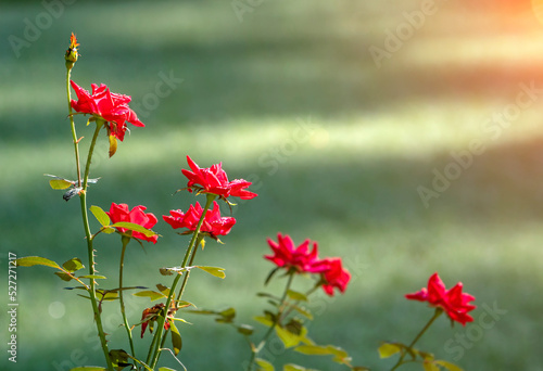 Beautiful red roses in a garden at dawn