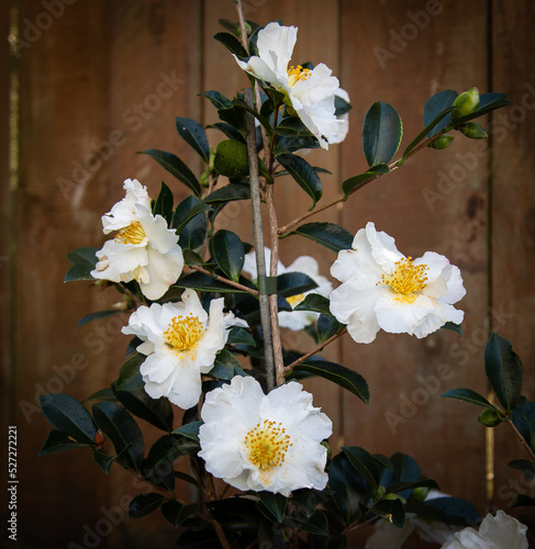 Flowers on Young Camelia Plant in Front of Brown Fence