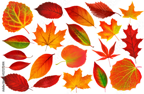 Tablou canvas Collection of 25 red autumn tree leaves on white background