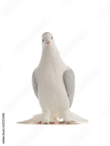  lahore pigeon isolated on white background