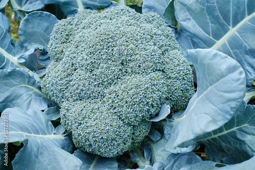 Billede på lærred Example of Broccoli