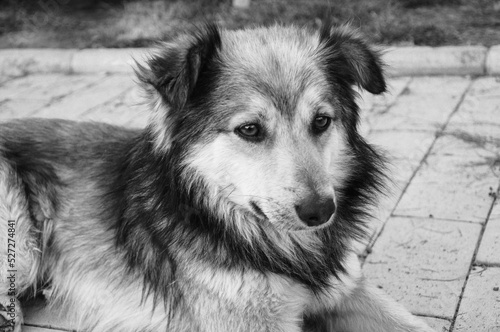 Monochrome portrait of a stray dog. Multi-colored dog on the street.