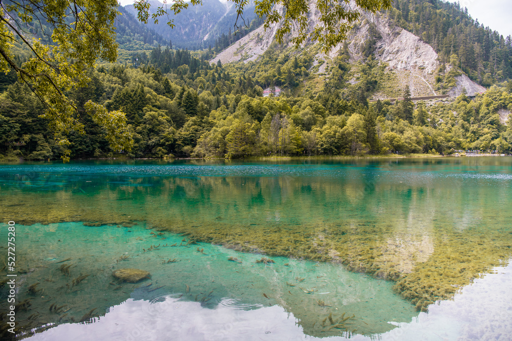 Horizontal image of the seaweed in the turquoise water of the lake in Jiuzhaigou Valley scenic area behind the trees, Aba Tibetan Autonomous region, Sichuan, China