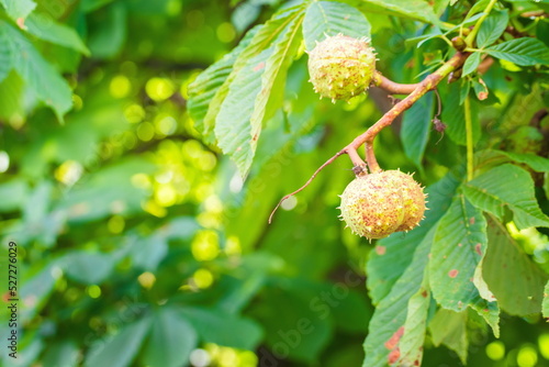 Prickly chestnuts against the background of green leaves and blue sky. Ripe chestnuts. Young prickly chestnuts on a branch. Chestnut tree with fruit against a blue sky