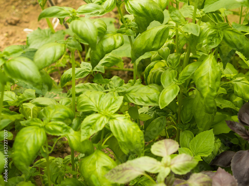 Green fresh basil leaves on a garden bed in a greenhouse