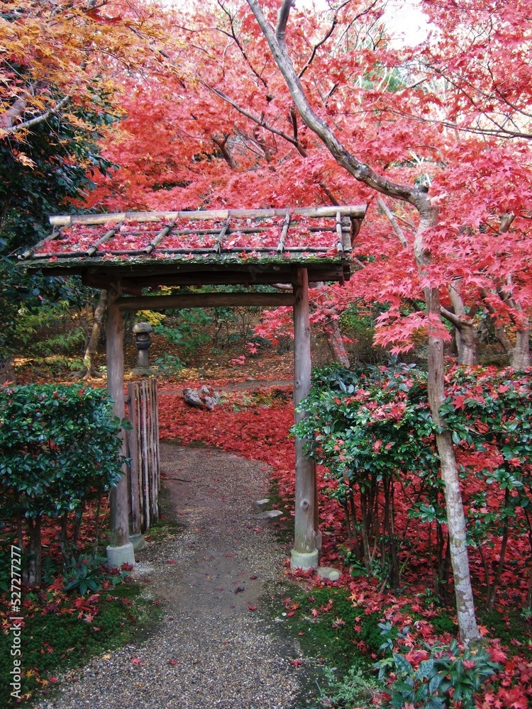 京都　紅葉が盛りの厭離庵のお庭
