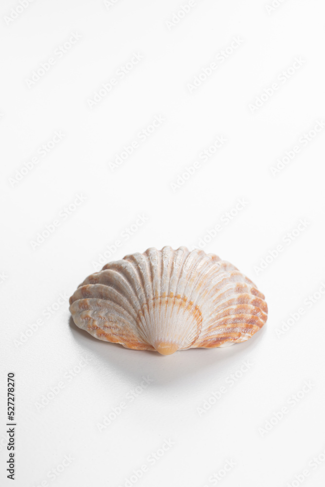 Clam shell against white background Clam shell against white background