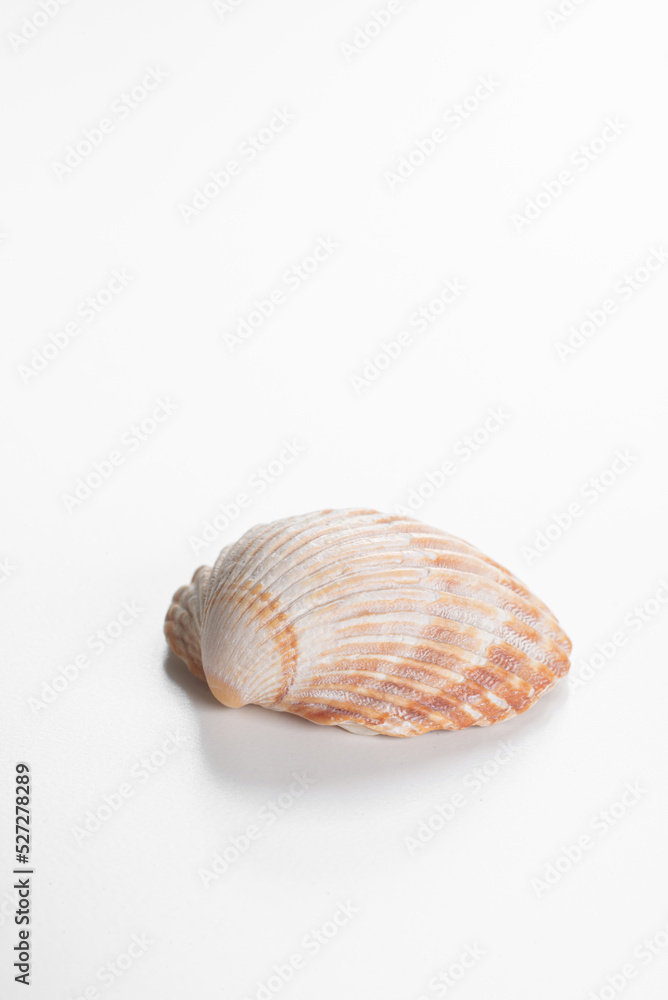 Clam shell against white background