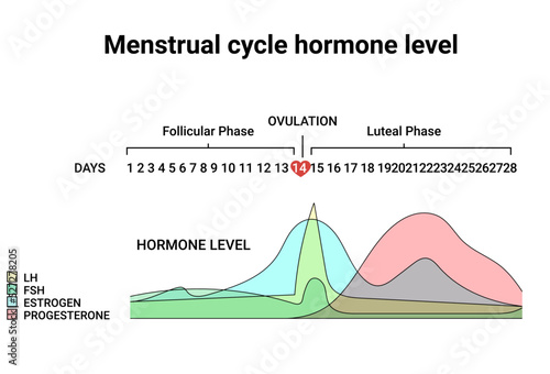 Menstrual cycle hormone level. Average menstrual cycle. Follicular phase, Ovulation, luteal phase photo