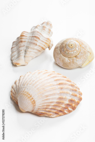 Collection of shea shells against white background