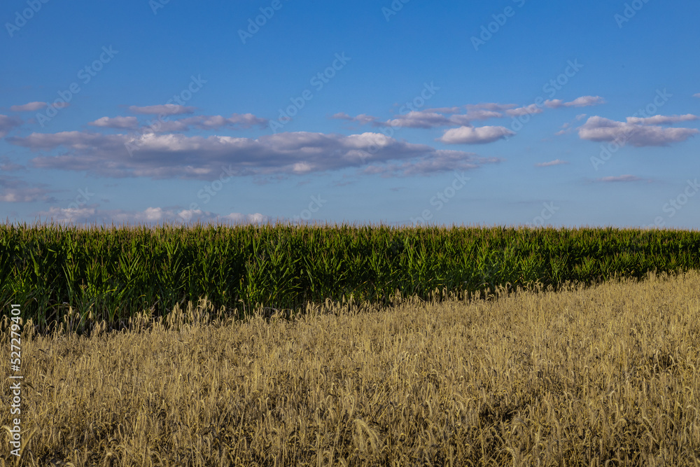 Corn field in the sunshine with a blue sky above, lower framing